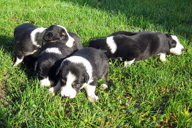 BORDER COLLIE MLADIČKI - foto