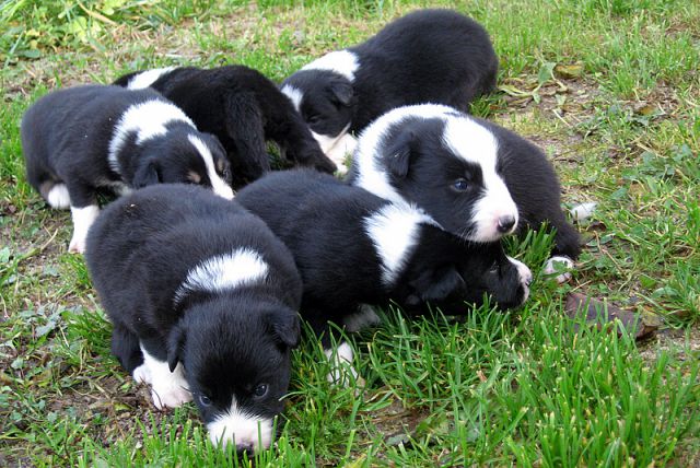 BORDER COLLIE MLADIČKI - foto