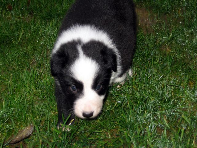 BORDER COLLIE MLADIČKI - foto