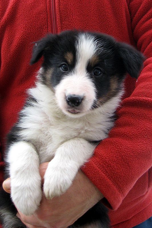 BORDER COLLIE MLADIČKI - foto povečava