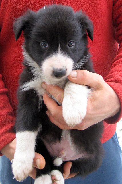 BORDER COLLIE MLADIČKI - foto