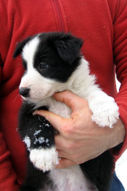 BORDER COLLIE MLADIČKI - foto