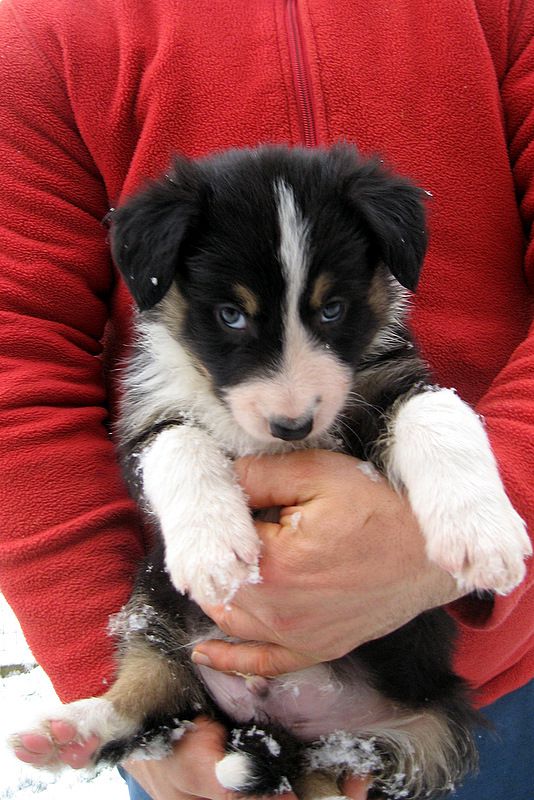 BORDER COLLIE MLADIČKI - foto povečava