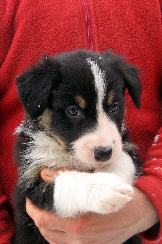 BORDER COLLIE MLADIČKI - foto povečava