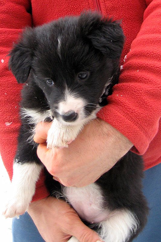 BORDER COLLIE MLADIČKI - foto povečava