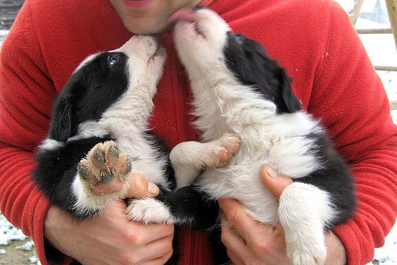 BORDER COLLIE MLADIČKI - foto povečava