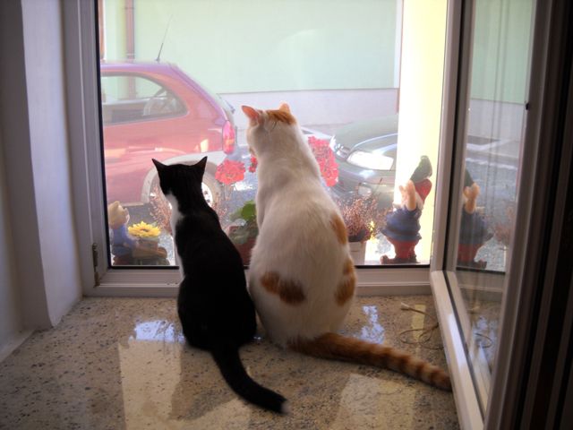 N b  - foto povečava