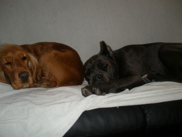 Dolce Blu Bebe - foto