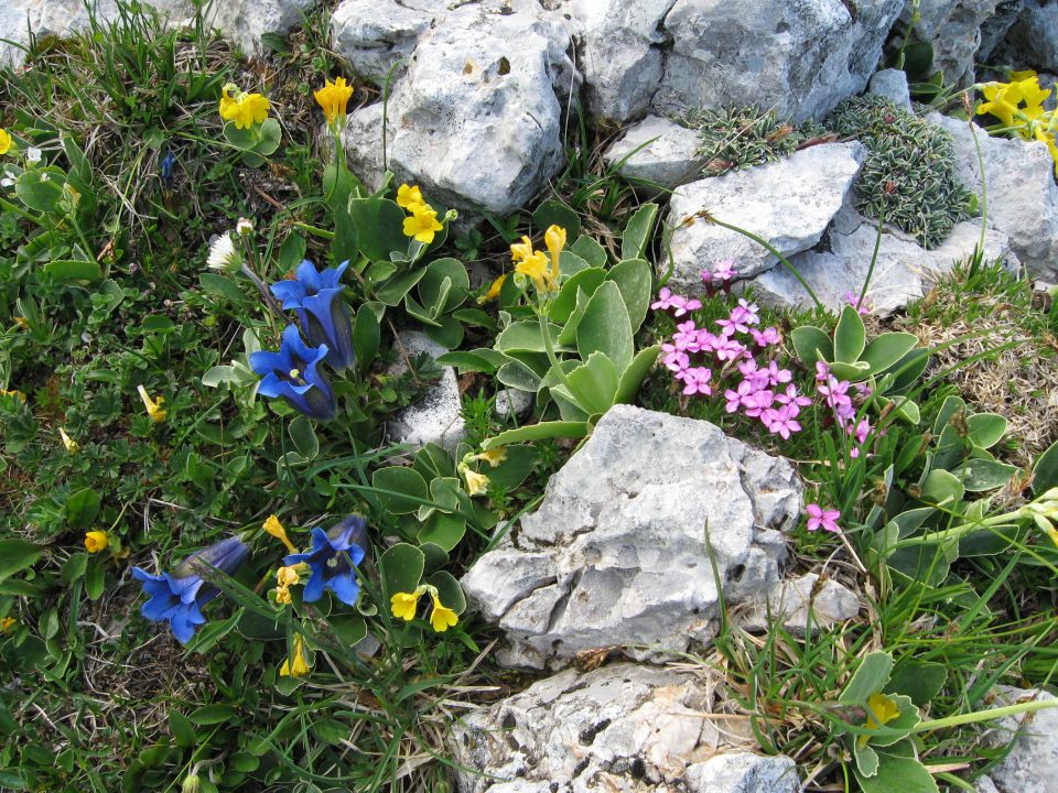 Struška planina  08 - foto povečava