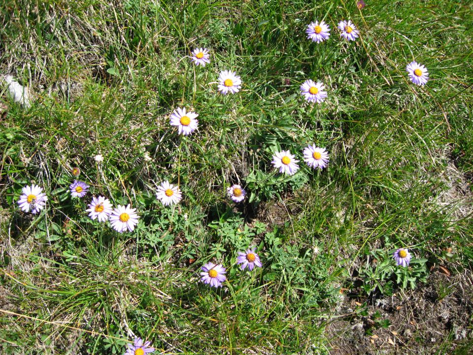 alpska nebina ( astra )