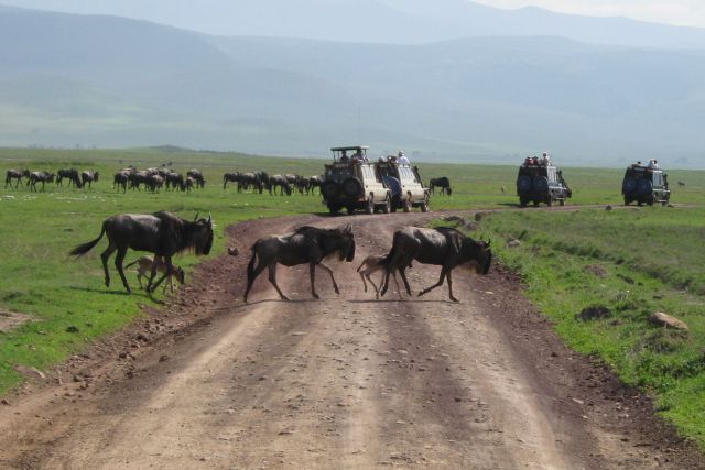 2.afrika - safari, zanzibar 2009 - foto