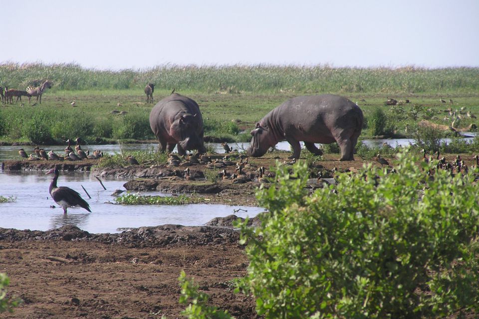 2.afrika - safari, zanzibar 2009 - foto povečava