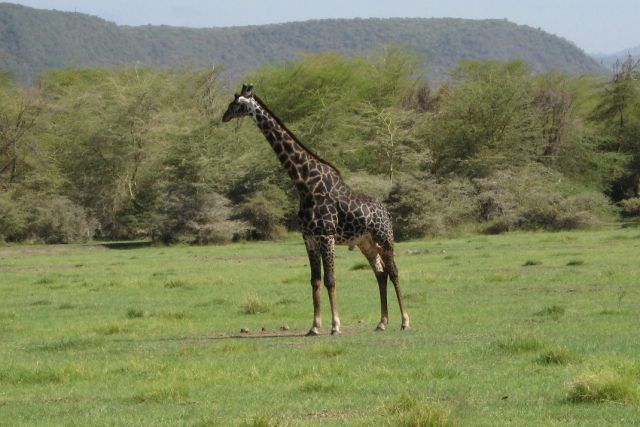 2.afrika - safari, zanzibar 2009 - foto