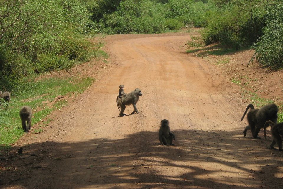 2.afrika - safari, zanzibar 2009 - foto povečava