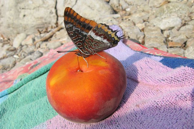 Lošinj + susak 2008 - foto