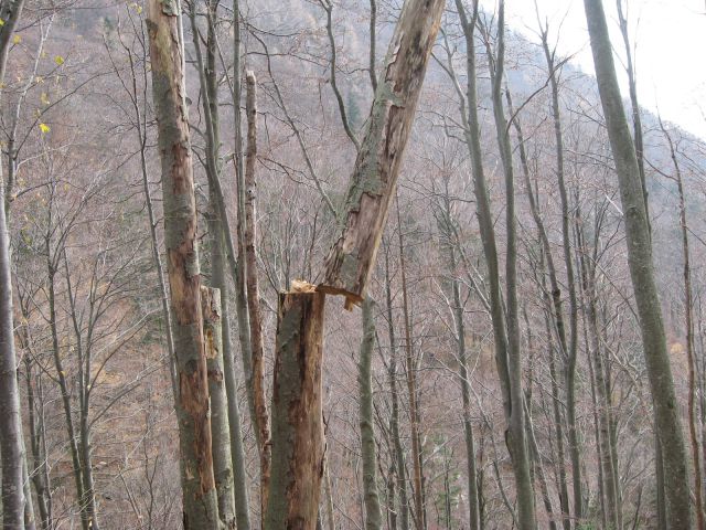 Kamniško s. 2010 - foto