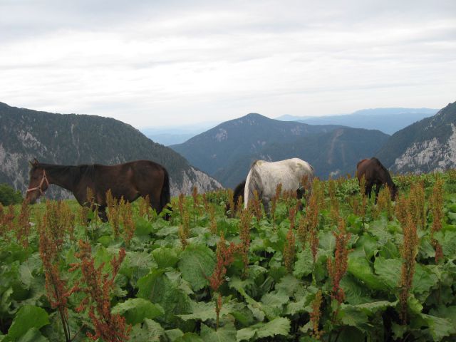 Košutica ali Ljubeljska Baba - foto