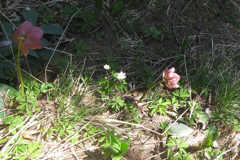 GOLI VRH  7.5.2011 - foto povečava