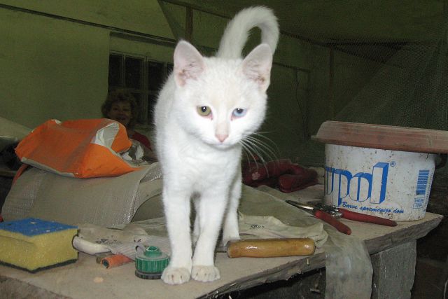 Albinka, ki išče dom, žal je gluha