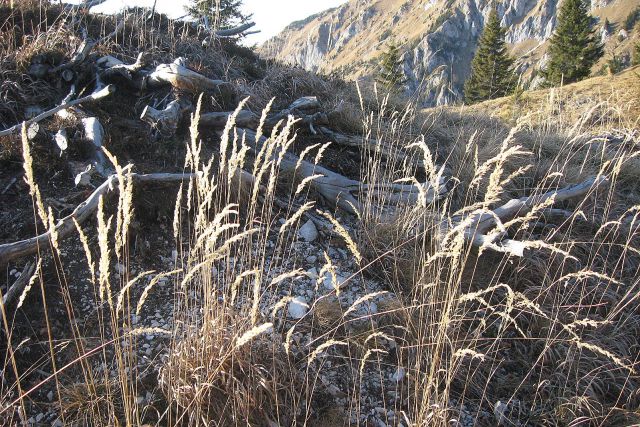 Kališče + Storžič  26.11.11. - foto