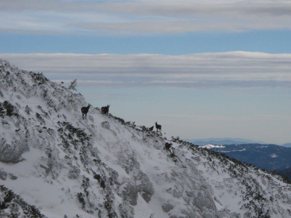 Cojzova koča   07.01.12 - foto povečava