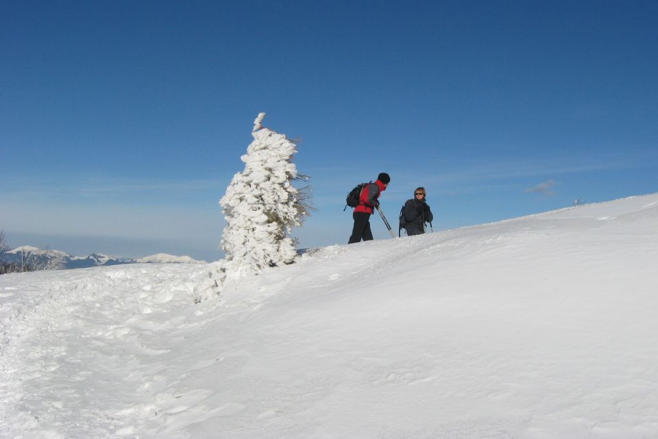 Altemaver 21.01.12 - foto povečava