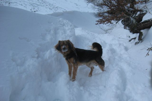 Zelenica,  08.02.2012 - foto