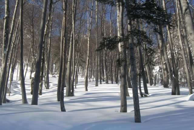 Zelenica,  08.02.2012 - foto