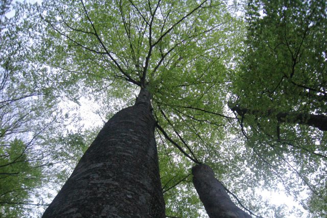 Baobab