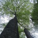 baobab