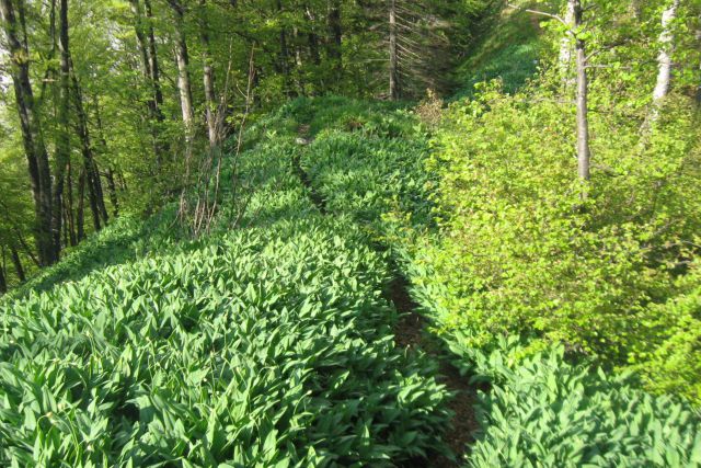 Ljubeljščica  26.05.12 - foto