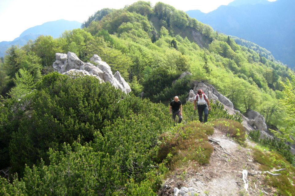 Ljubeljščica  26.05.12 - foto povečava