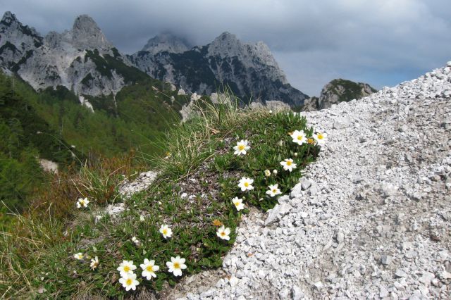 Ljubeljščica  26.05.12 - foto