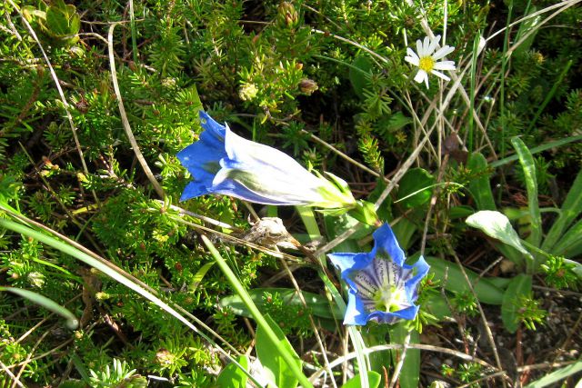 Ljubeljščica  26.05.12 - foto