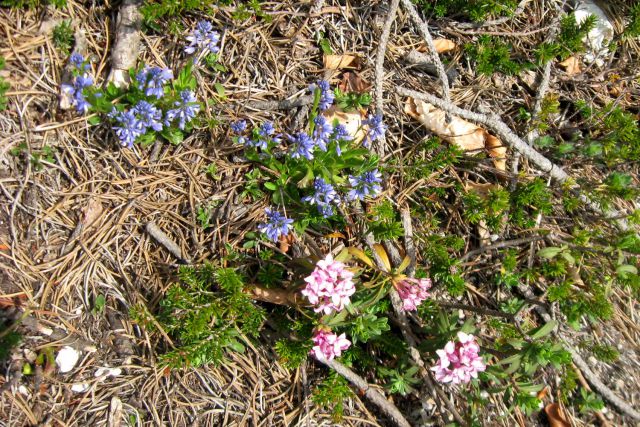 Ljubeljščica  26.05.12 - foto