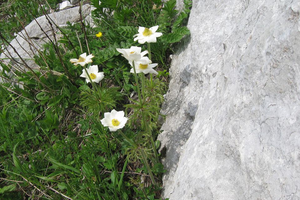 Ljubeljščica  26.05.12 - foto povečava