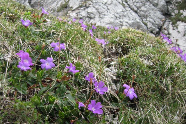 Žrelo - Psica - Lom  27.05.12 - foto