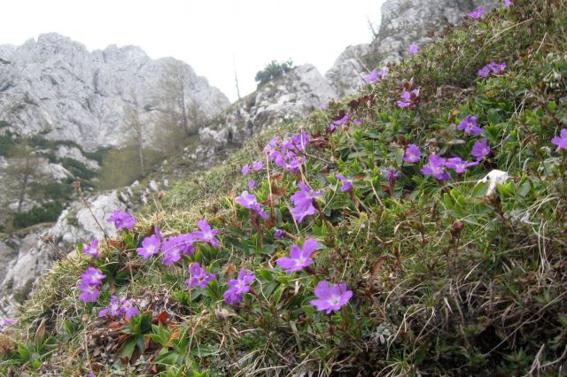 Žrelo - Psica - Lom  27.05.12 - foto