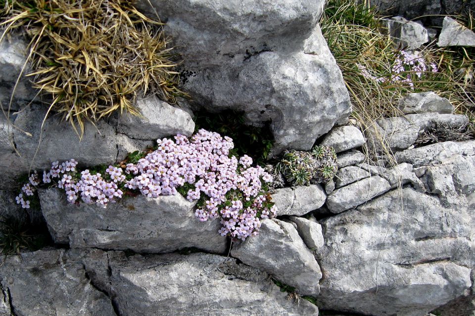 Žrelo - Psica - Lom  27.05.12 - foto povečava