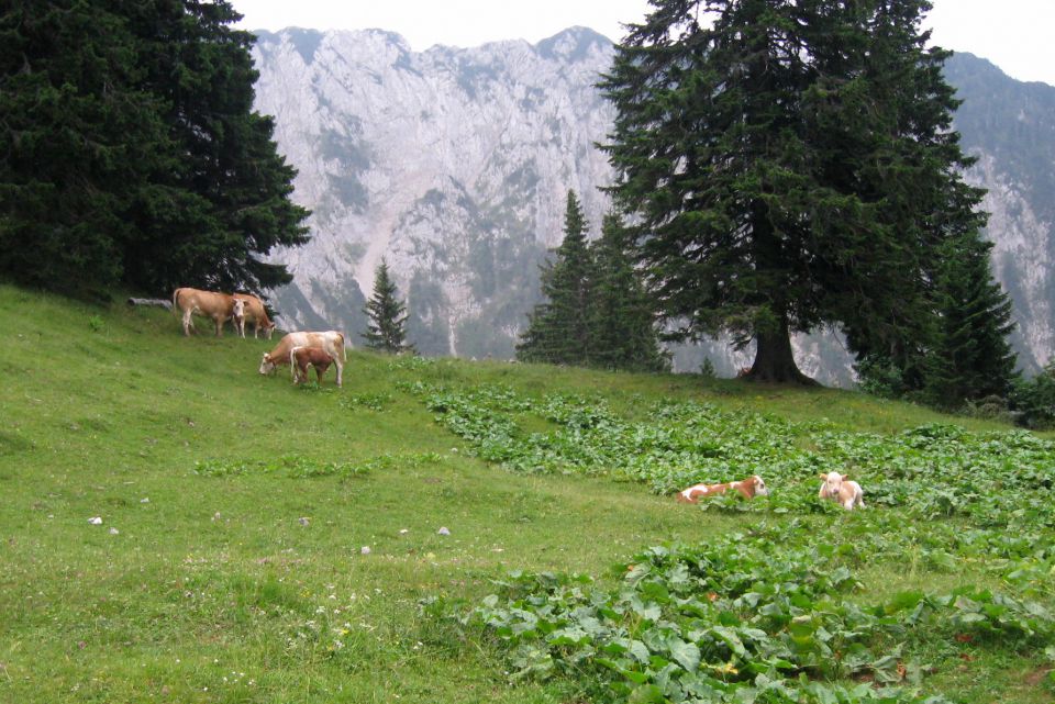 Košutica + veliki vrh  06.07.2012 - foto povečava