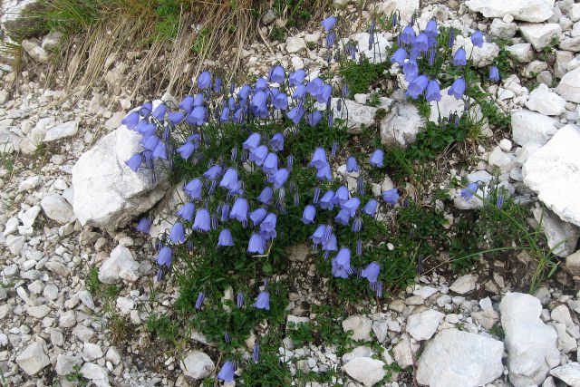 V. Rateška Ponca iz Belop. jez.  20.7.12 - foto