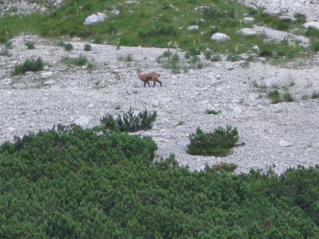 V. Rateška Ponca iz Belop. jez.  20.7.12 - foto