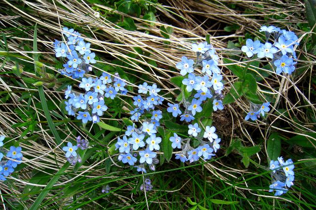 Trentski Pelci - prečenje  28. 06.2010 - foto