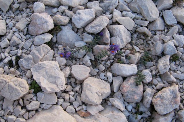 Madronščice za gamse