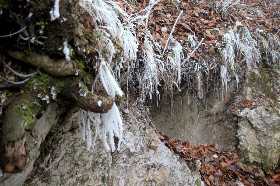 šmarna danes - foto povečava