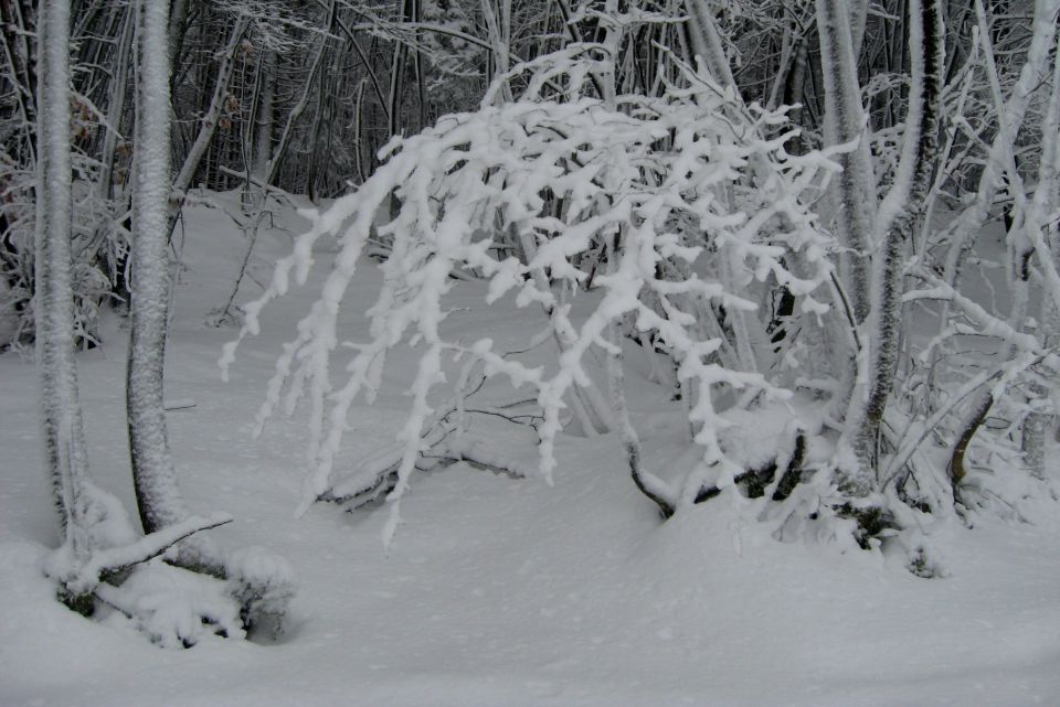 KRIM - 07.02.2013 - foto povečava