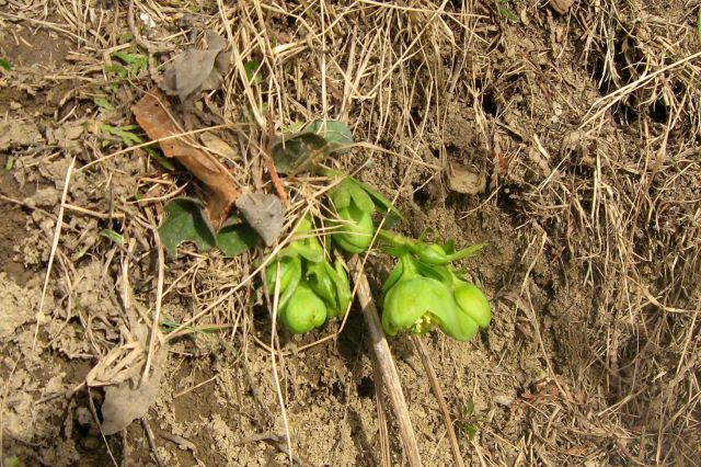 LUBNIK - 05.03.2013 - foto