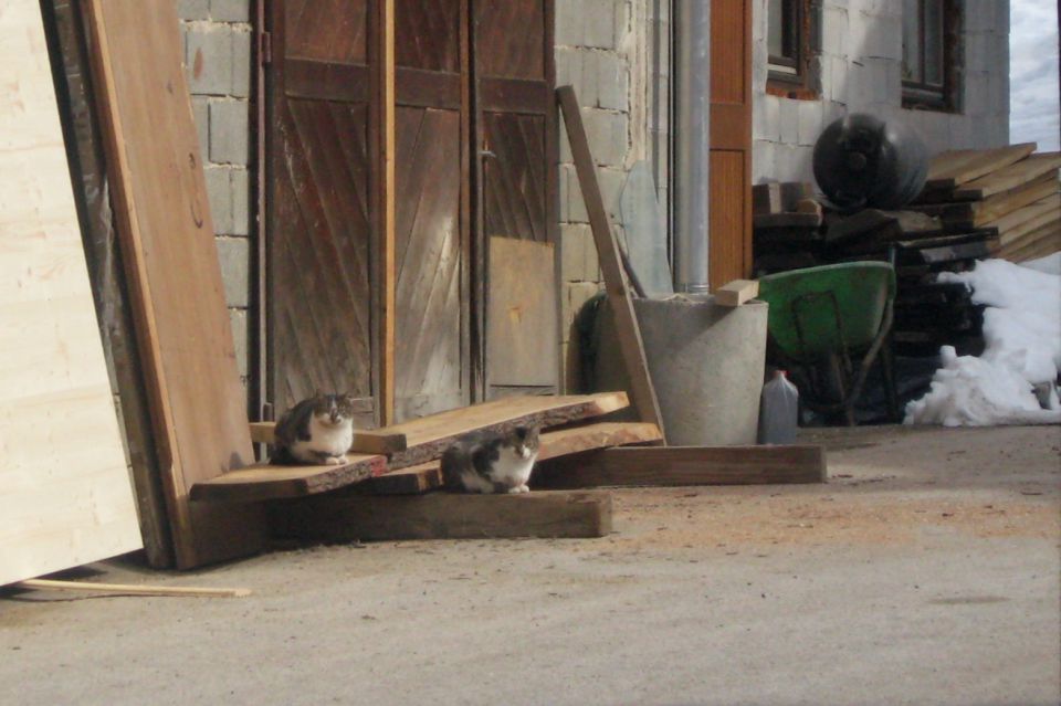 mačkoni čakajo hrano, nato spet čakajo hrano, itak skoz čakajo hrano...
