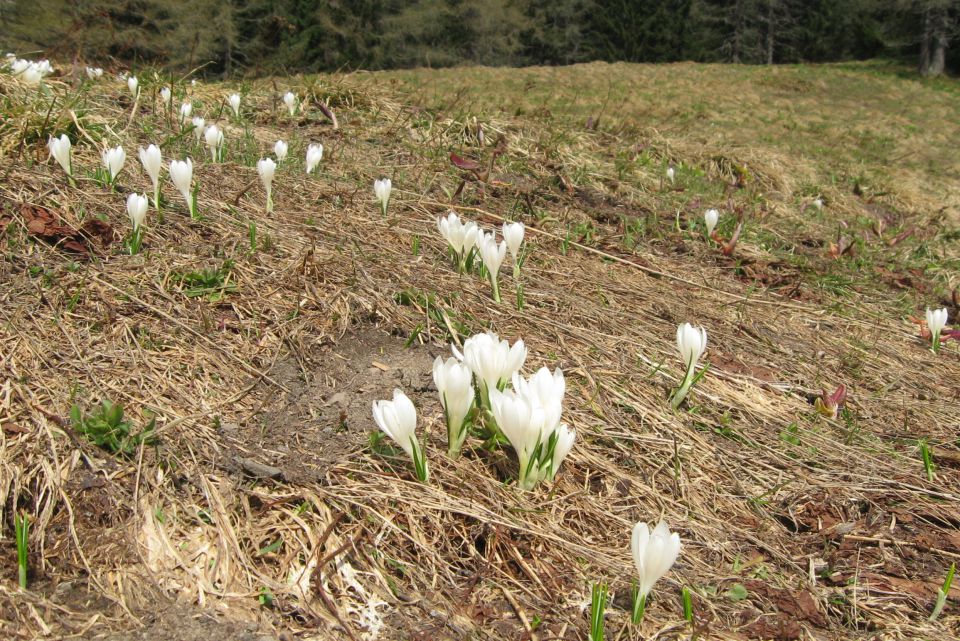 GOLI VRH - 04.05.13 - foto povečava