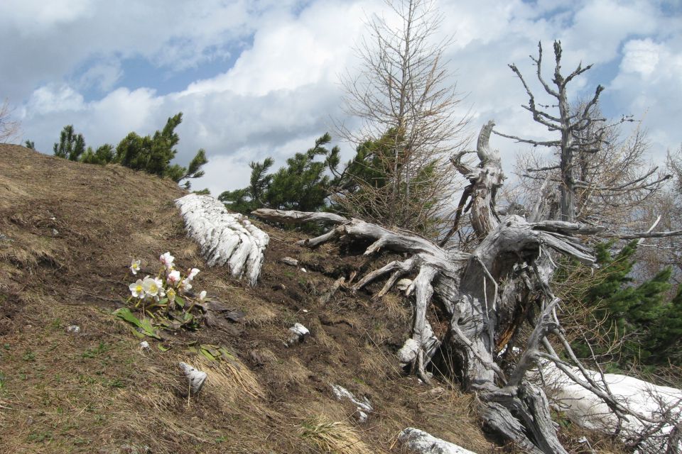 GOLI VRH - 04.05.13 - foto povečava